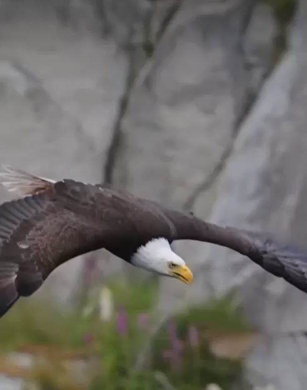 A photograph of an American Eagle on the hunt for prey.